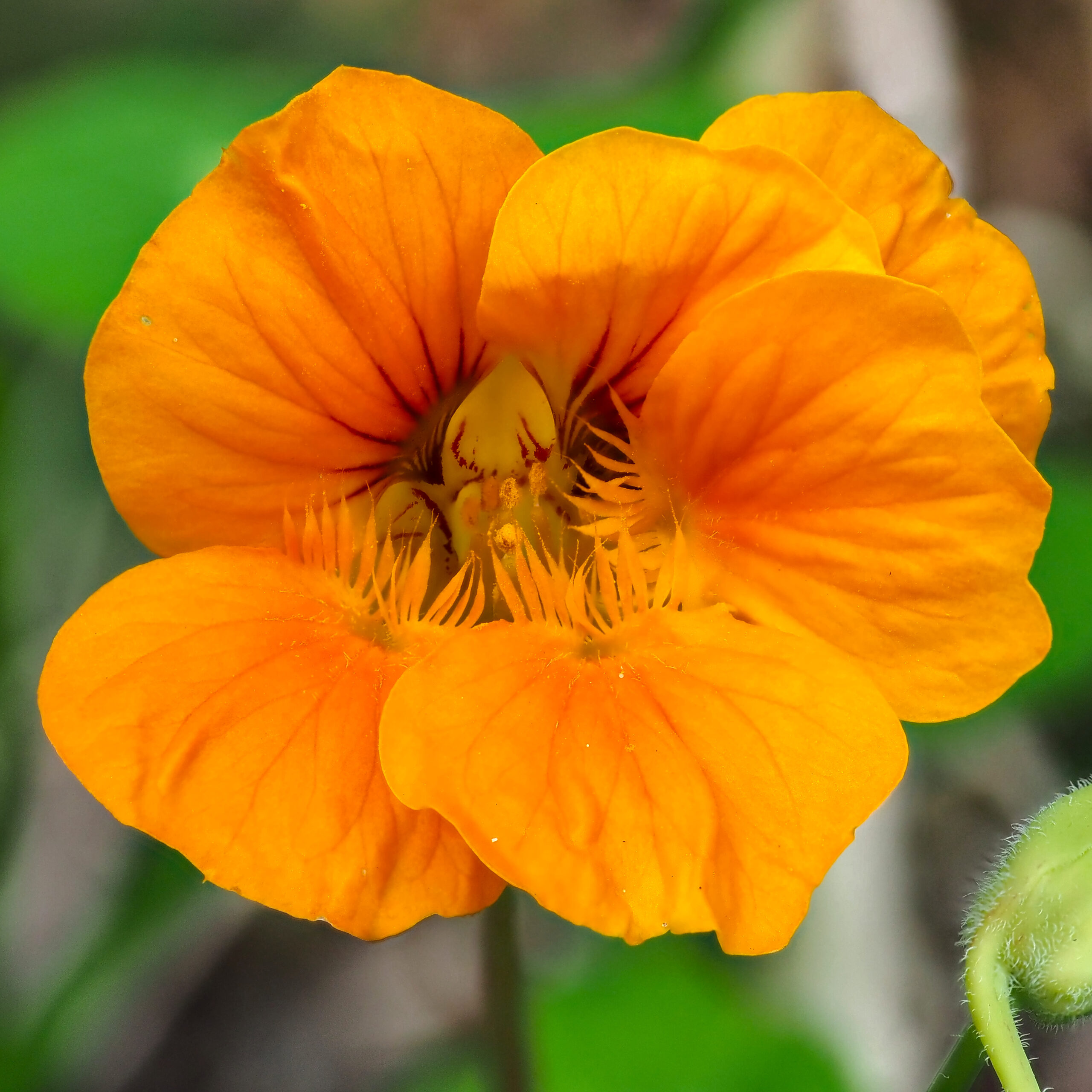 Große Kapuzinerkresse - Orange